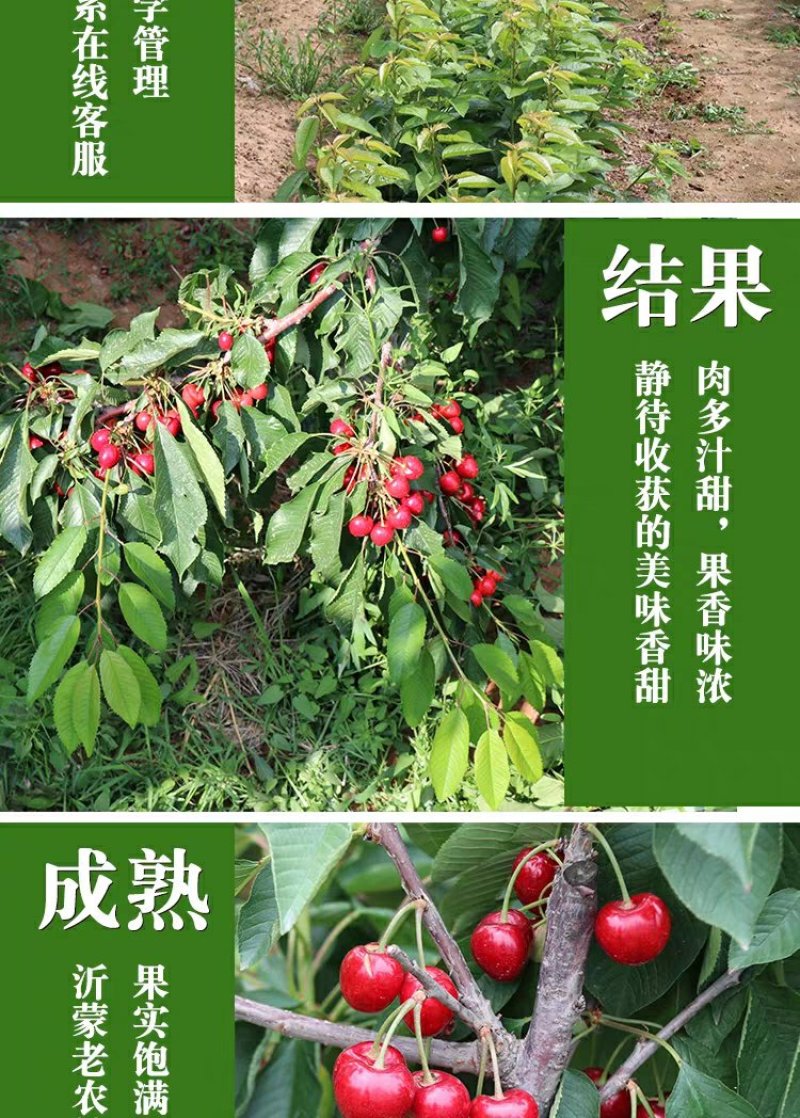 樱桃苗俄罗斯8号矮化樱桃苗基地直销