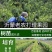 樱桃苗俄罗斯8号矮化樱桃苗基地直销