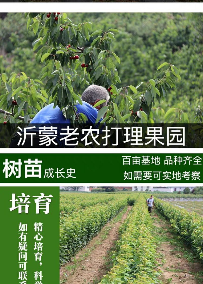 樱桃苗俄罗斯8号矮化樱桃苗基地直销