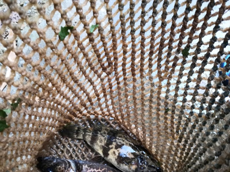 野生黑桂鱼，1斤—30斤野生湘西土鲶鱼