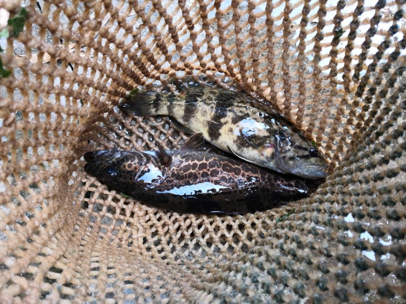 野生黑桂鱼，1斤—30斤野生湘西土鲶鱼