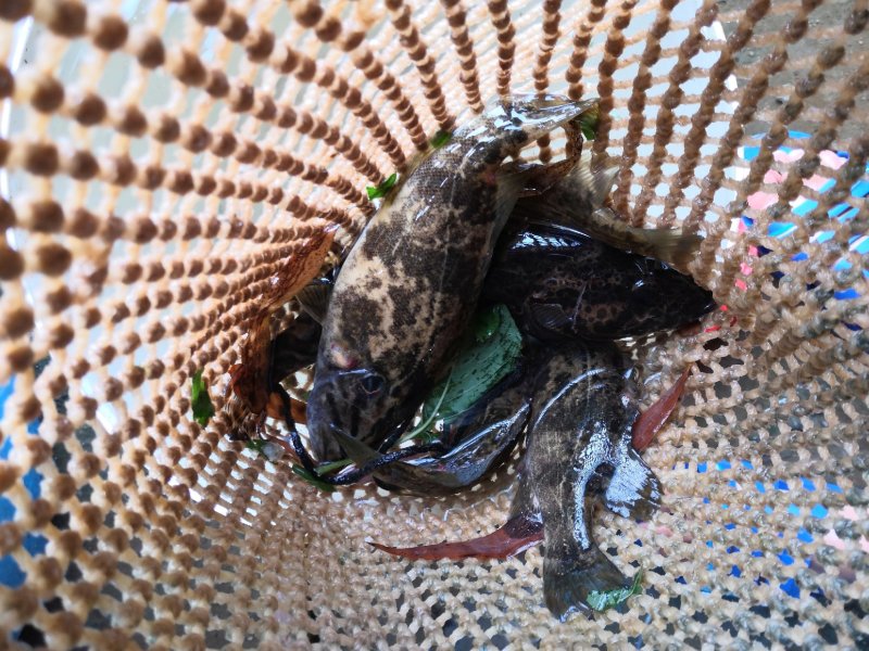 野生黑桂鱼，1斤—30斤野生湘西土鲶鱼