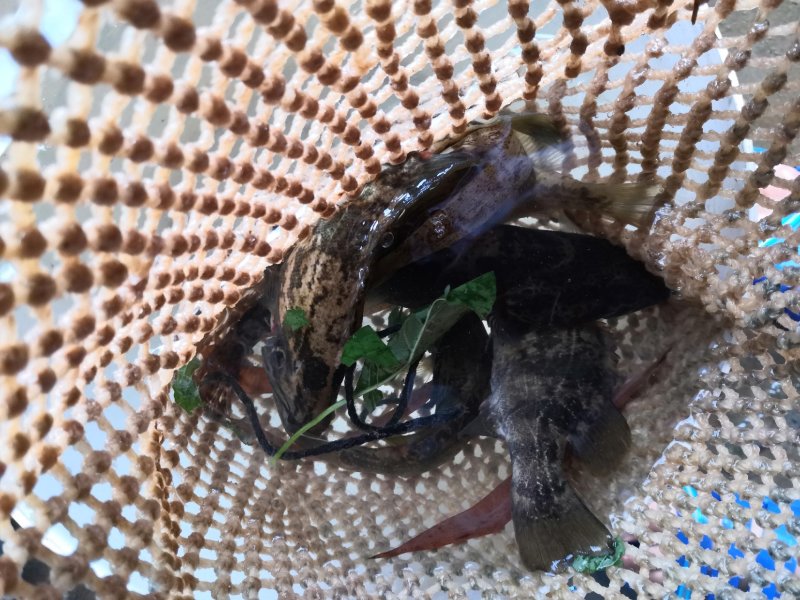 野生黑桂鱼，1斤—30斤野生湘西土鲶鱼