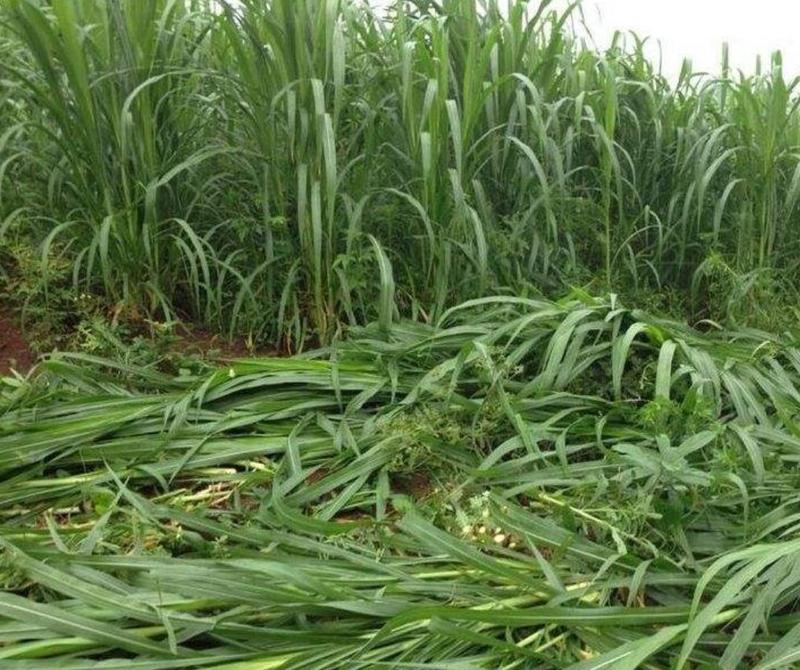 皇竹草种节，高产量牧草多年生当天现砍现砍保证质量