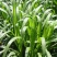 皇竹草种节，高产量牧草多年生当天现砍现砍保证质量