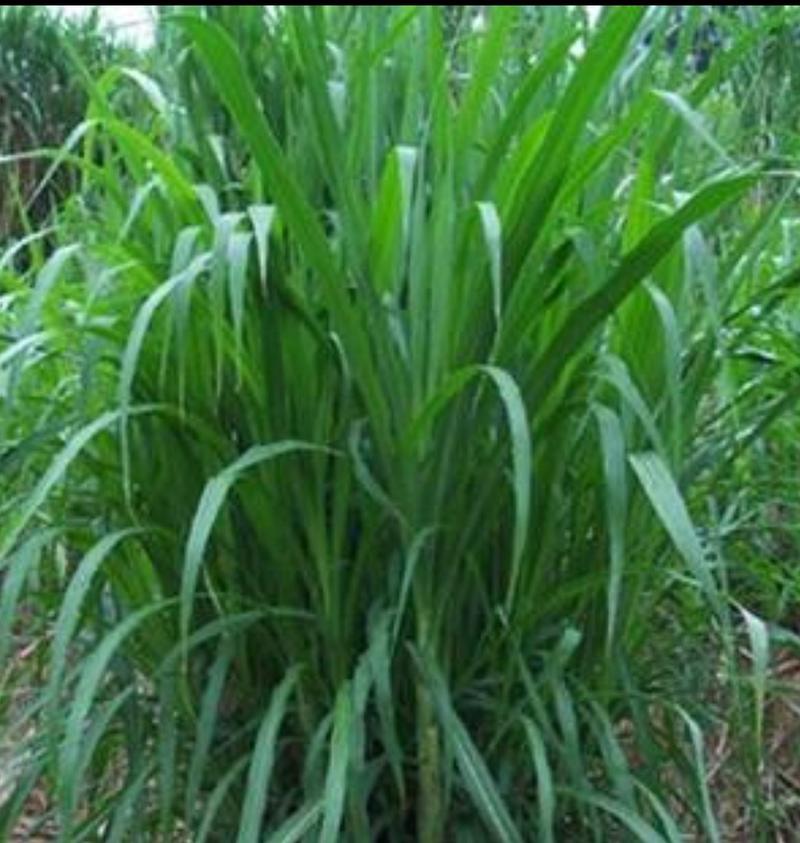 皇竹草种节，高产量牧草多年生当天现砍现砍保证质量