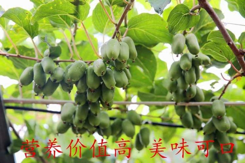 软枣猕猴桃苗，基地直销土带杯发货，包成活