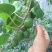 软枣猕猴桃苗，基地直销土带杯发货，包成活