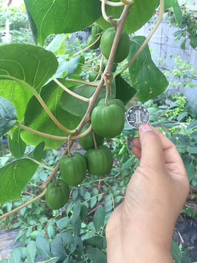 软枣猕猴桃苗，基地直销土带杯发货，包成活