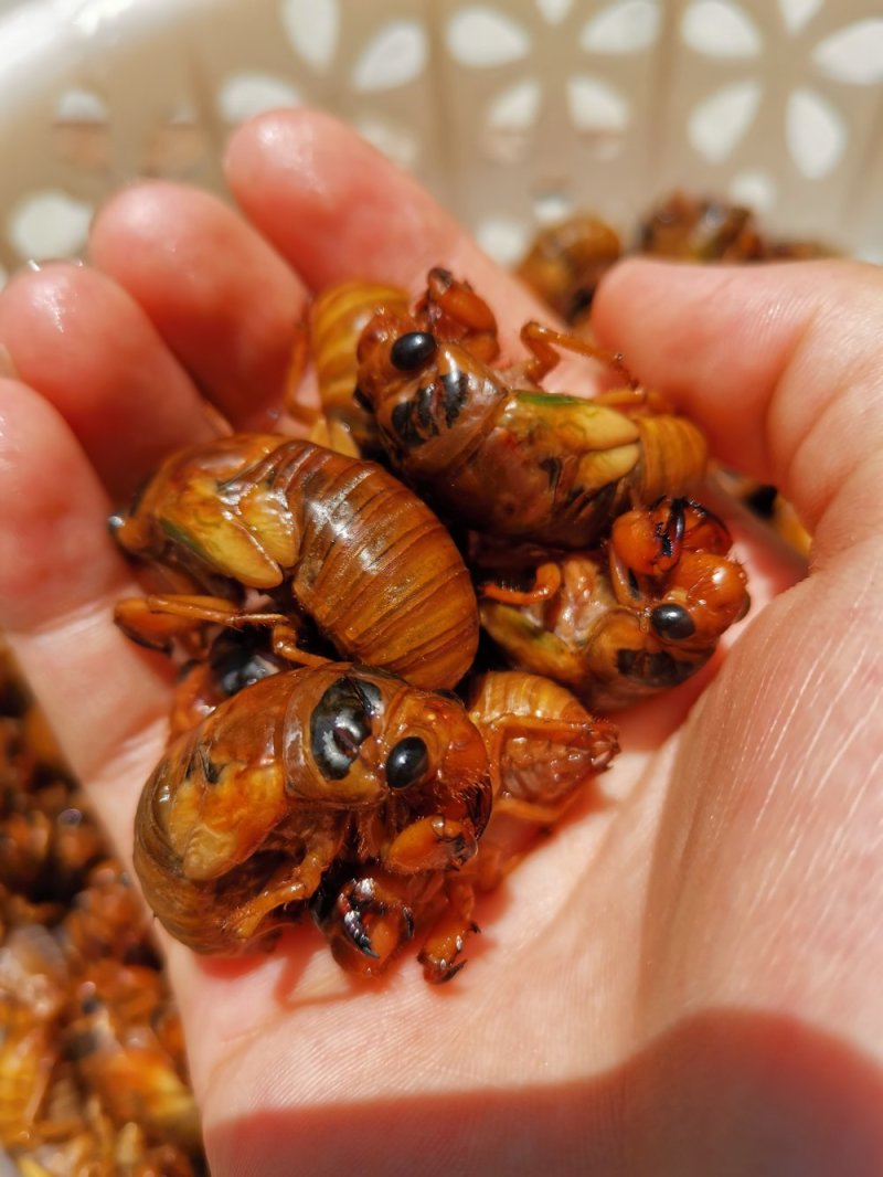 金蟾