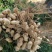 小白沙过筛挑选鲜花生