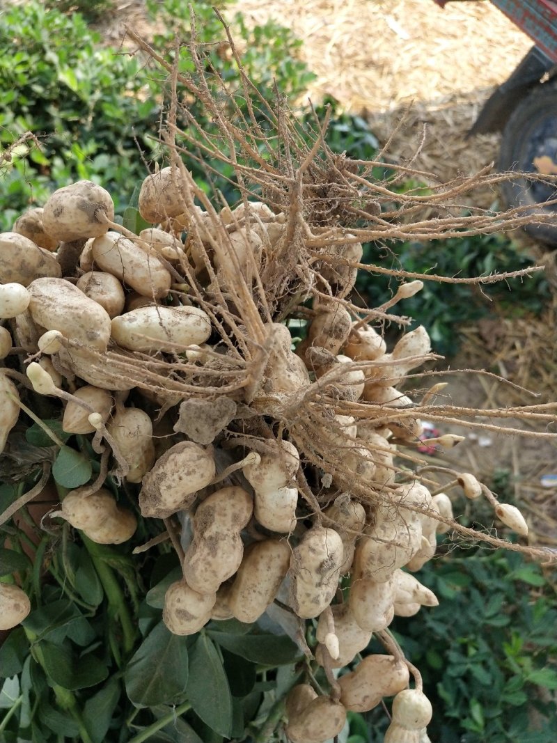 小白沙过筛挑选鲜花生