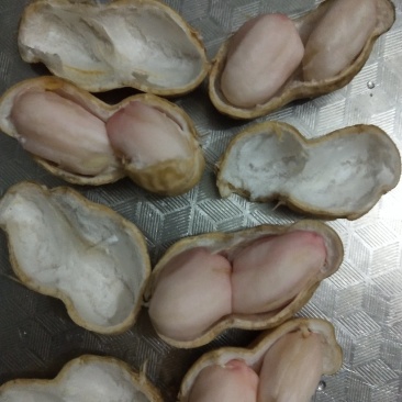 小白沙过筛挑选鲜花生
