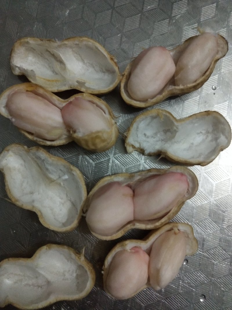小白沙过筛挑选鲜花生