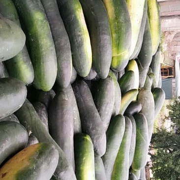 供应青皮冬瓜