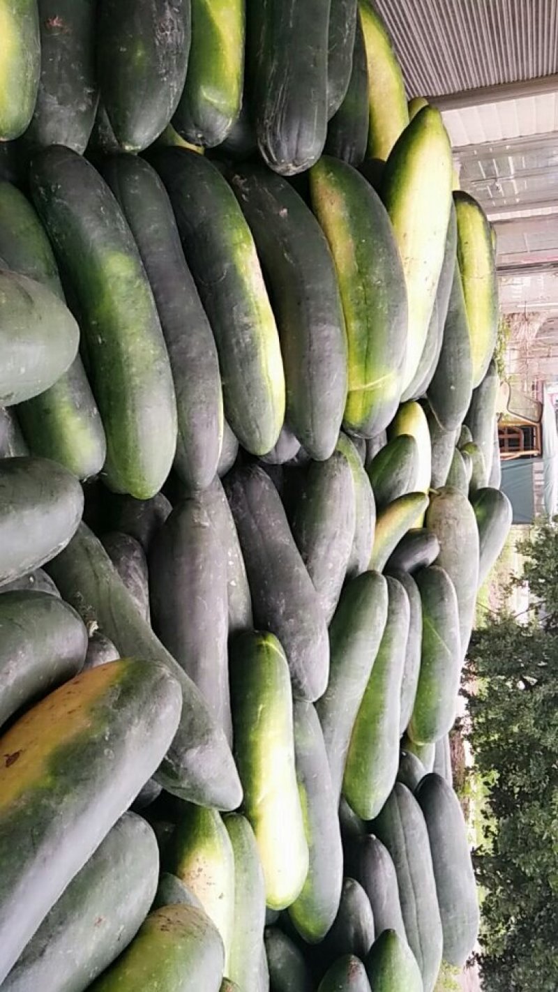 供应青皮冬瓜