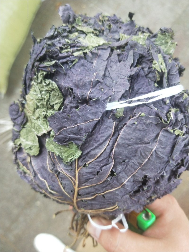 批发中药材紫苏叶苏叶苏子叶粉无硫新货支持药检