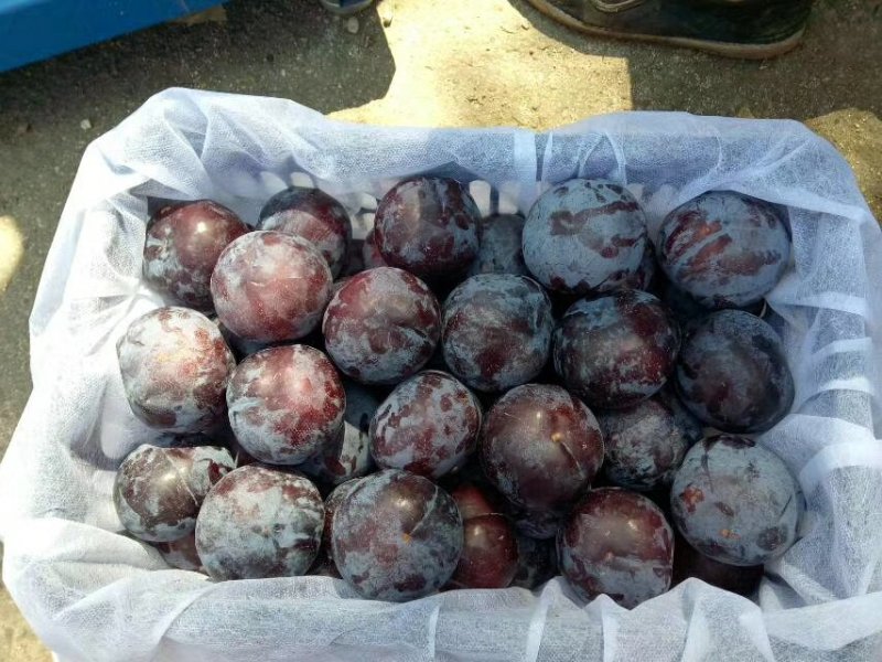 黑霸李子
