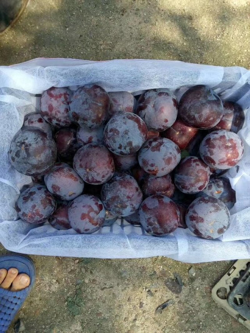 黑霸李子