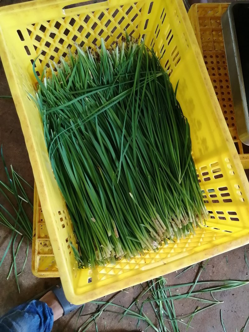 韭菜大叶韭菜。。标准样货特练