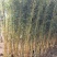 竹类植物金襄玉竹