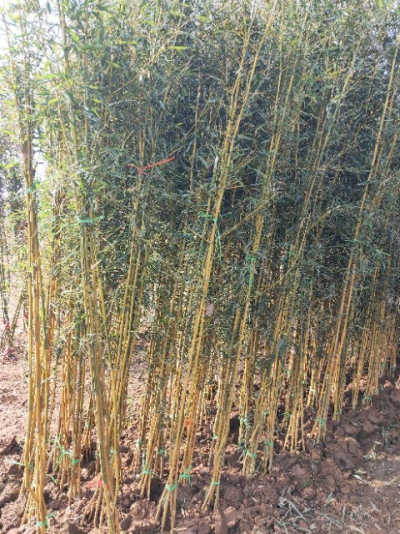 竹类植物金襄玉竹