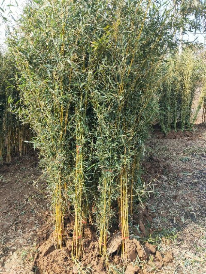 竹类植物金襄玉竹