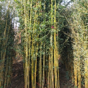 竹类植物金襄玉竹