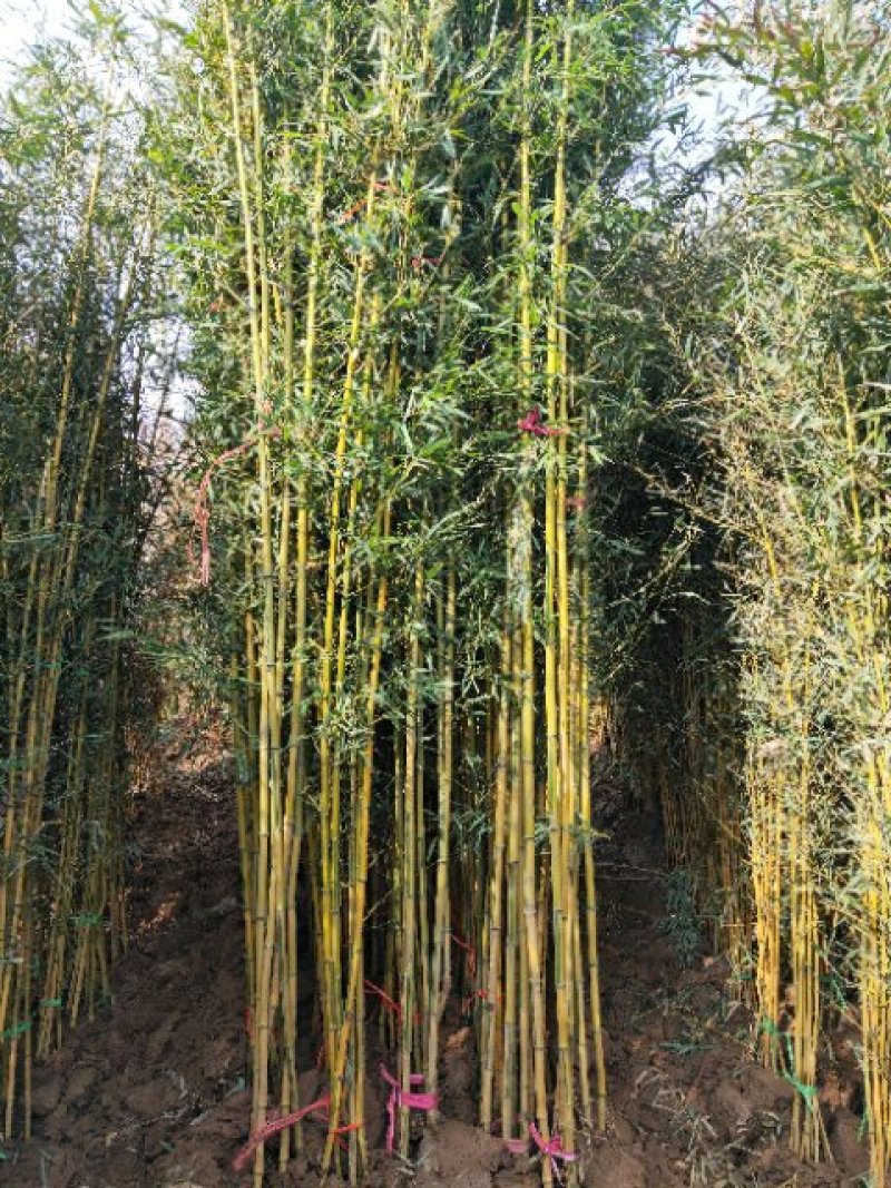 竹类植物金襄玉竹
