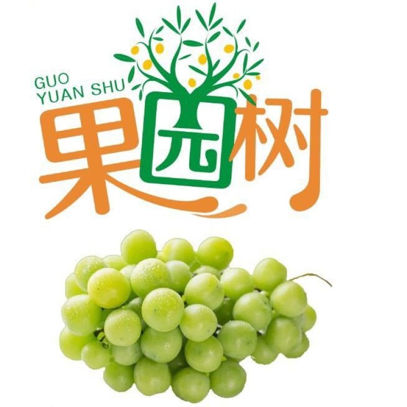 阳光玫瑰，一级果
