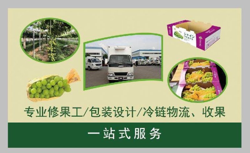 阳光玫瑰，一级果