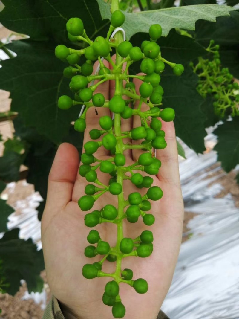 阳光玫瑰，一级果