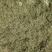 药用含羞草（大货产地加工直销）