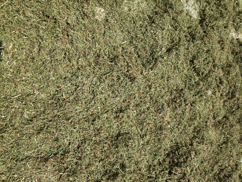 药用含羞草（大货产地加工直销）