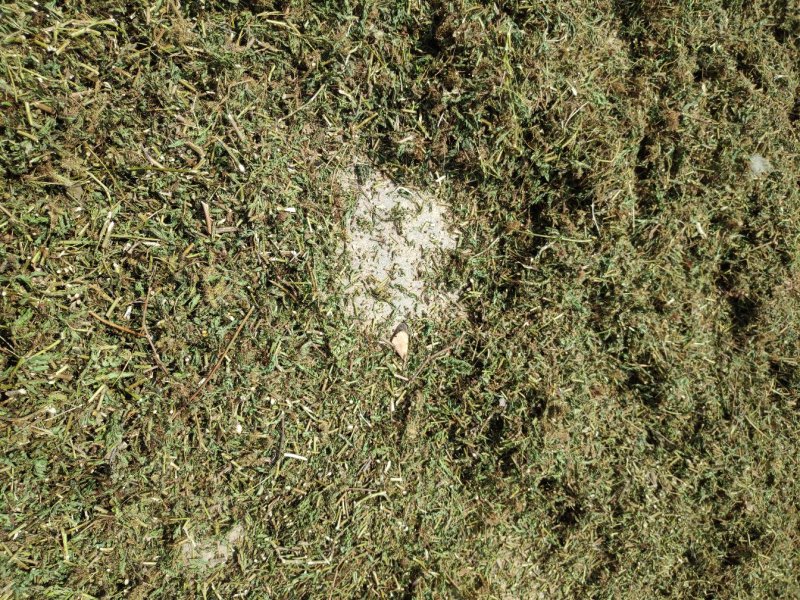 药用含羞草（大货产地加工直销）