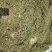 药用含羞草（大货产地加工直销）