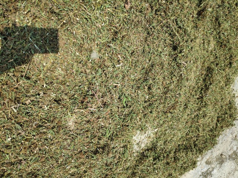 药用含羞草（大货产地加工直销）