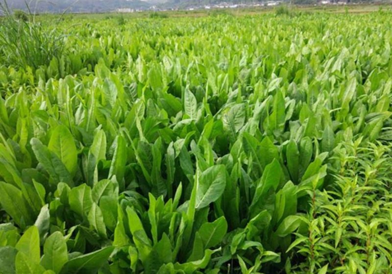 菊苣种子四季常青将军菊巨牧草种子鸡鹅鸭饲用牧草种子