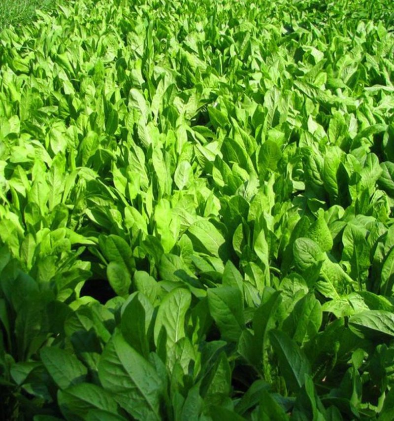 菊苣种子四季常青将军菊巨牧草种子鸡鹅鸭饲用牧草种子