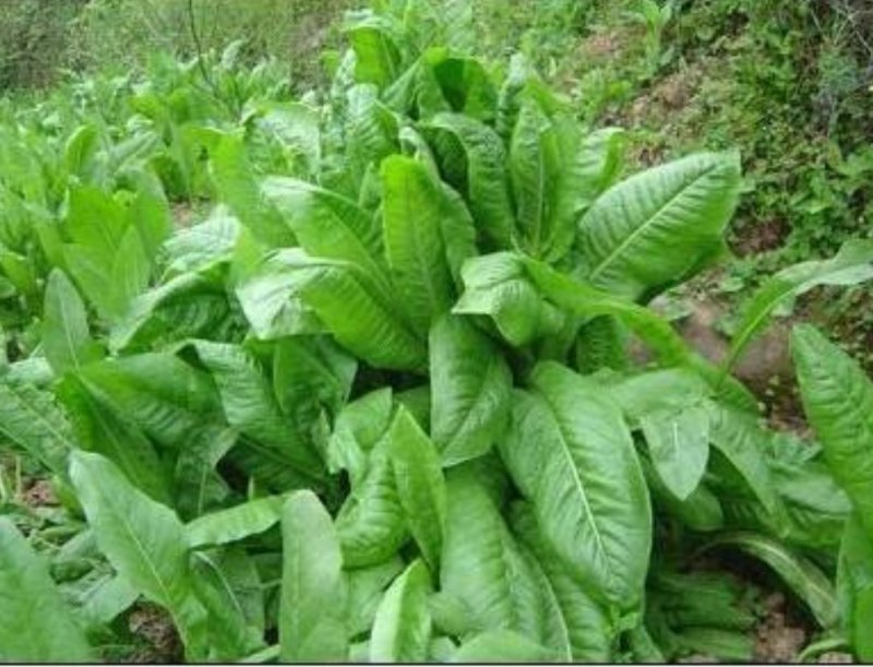 菊苣种子四季常青将军菊巨牧草种子鸡鹅鸭饲用牧草种子