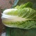 河北定州大量供应黄心白菜