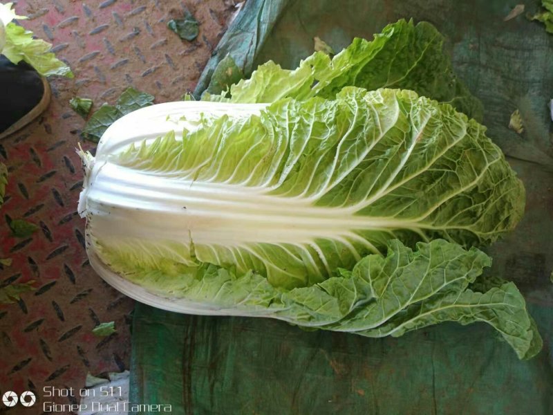 河北定州大量供应黄心白菜