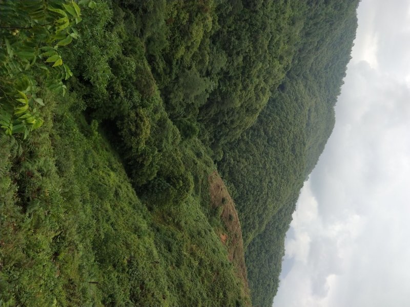 云南省盈江县山地400亩转包