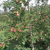 苹果树苗马龙苹果树苗嘎啦苹果苗，龙威苹果苗，