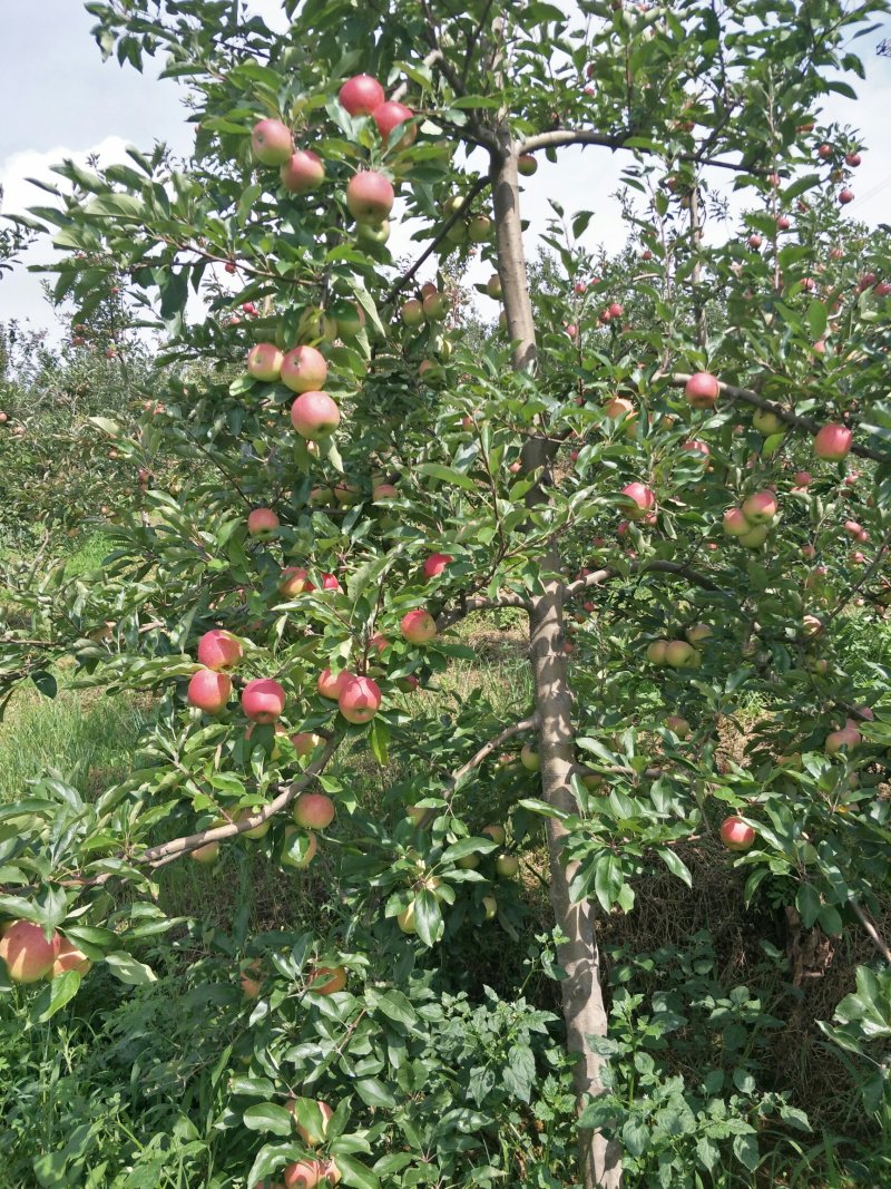 苹果树苗马龙苹果树苗嘎啦苹果苗，龙威苹果苗，