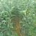 苹果树苗马龙苹果树苗嘎啦苹果苗，龙威苹果苗，