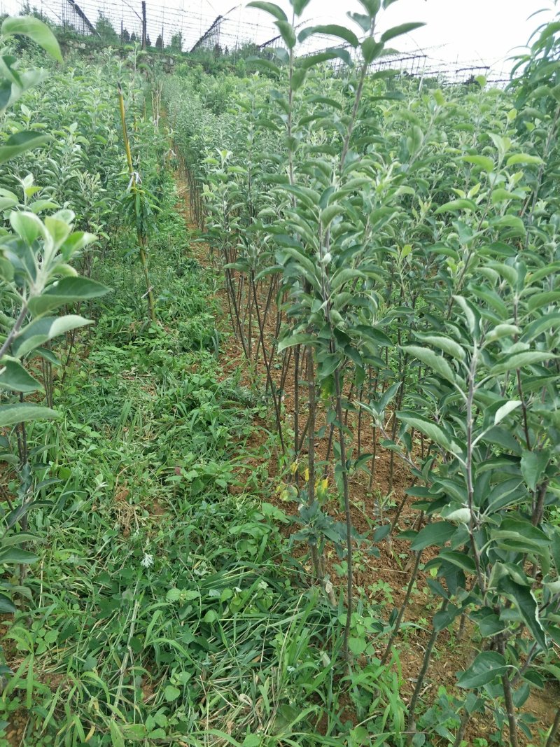 苹果树苗马龙苹果树苗嘎啦苹果苗，龙威苹果苗，