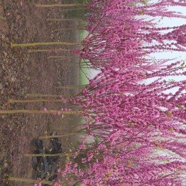 紫荆