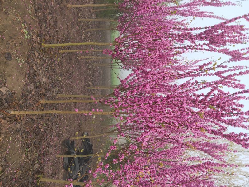 紫荆