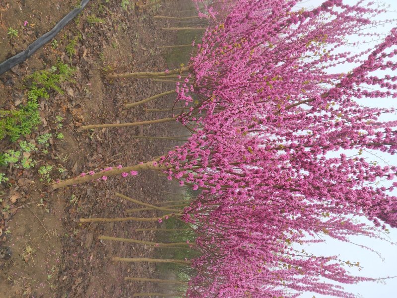 紫荆
